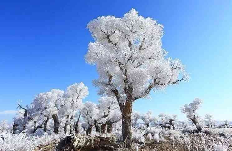 新疆冬日胡杨，一夜白了头