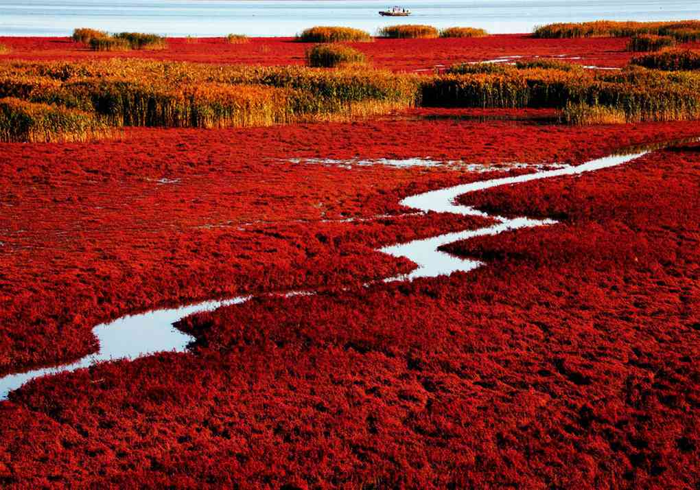 盘锦有一片红色的海