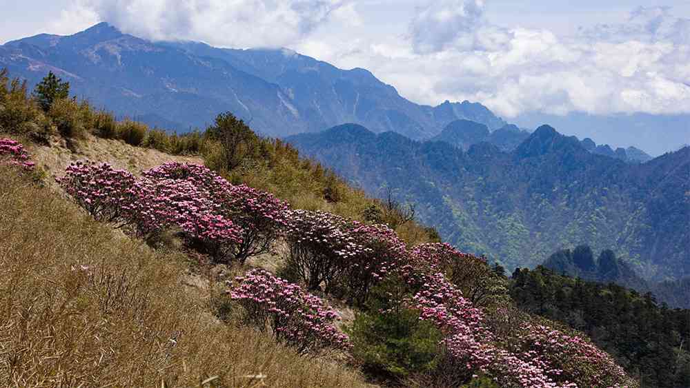 五月份去哪里玩？神农架这里有中国最美的高山杜鹃花！