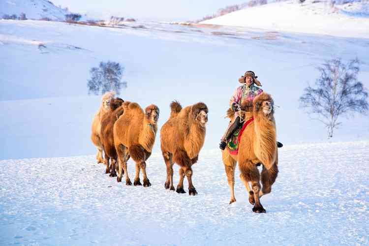 坝上庆典——达日罕银冬骆驼文化节