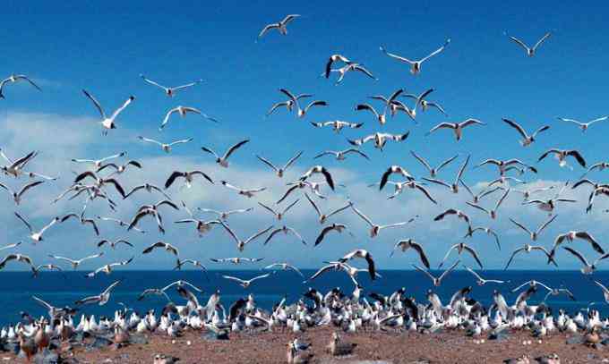 高原明珠青海湖上宝石——鸟岛