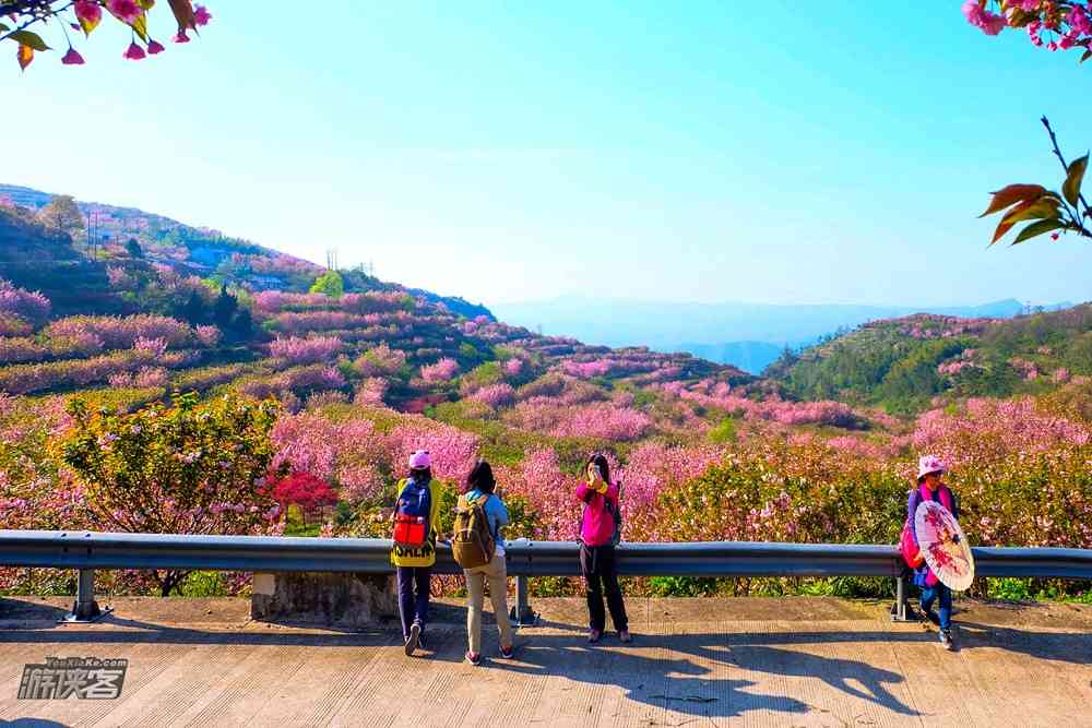 国内看樱花去哪里