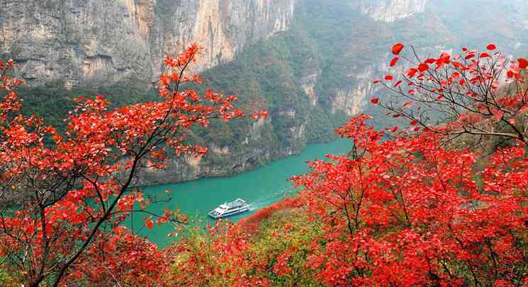 三峡红叶你知道多少