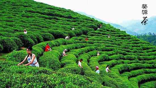 中国绿茶之乡——婺源