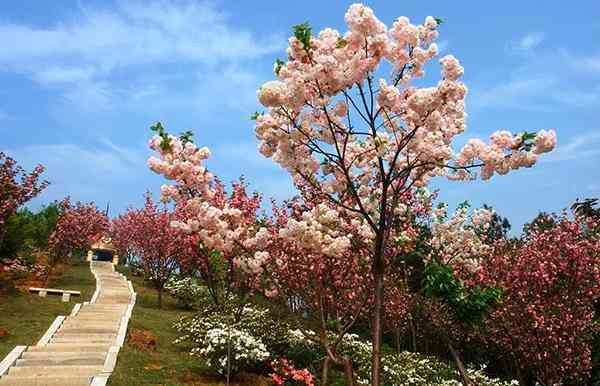 2018长沙芒果樱花节时间地点门票信息公布