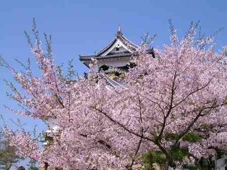 京都最佳赏花地推荐