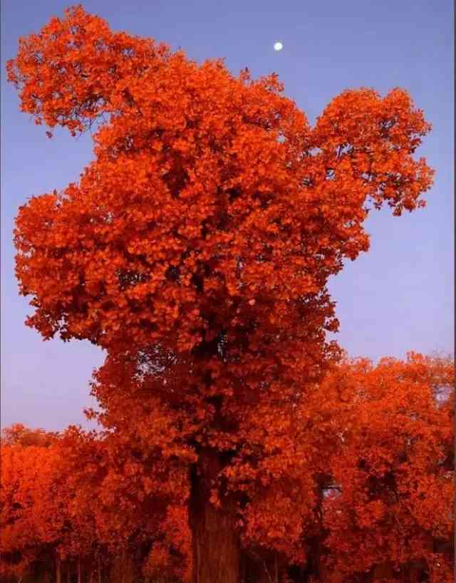 比喀纳斯更醉人，新疆塔里木盆地胡杨林美成了最绚丽仙境！