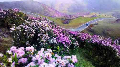 贵州百里杜鹃花期是什么时候？杜鹃花节时间及门票价格预测