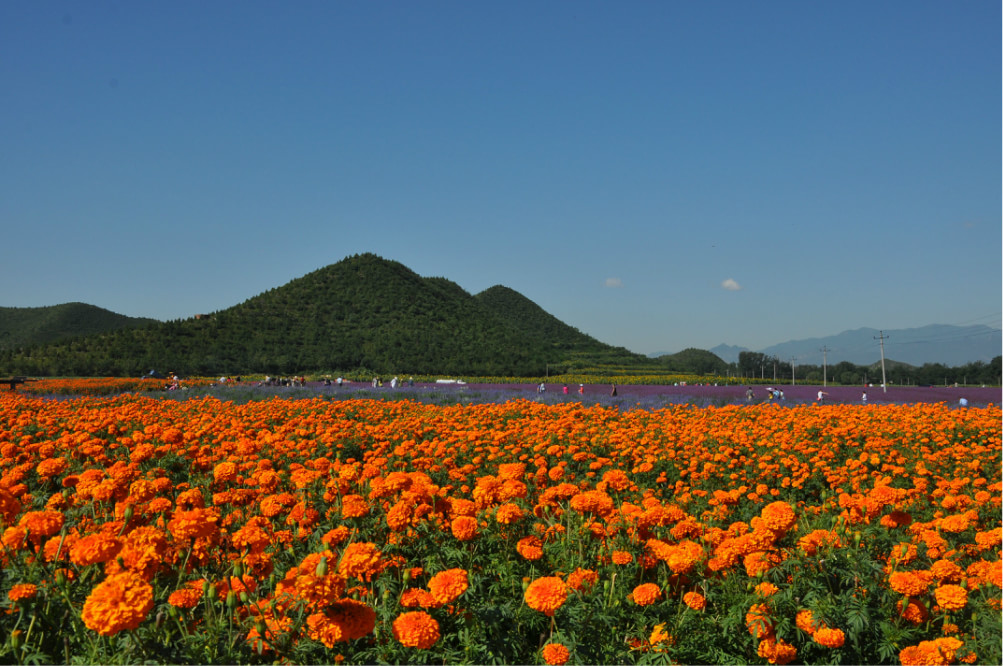 百里山水画廊