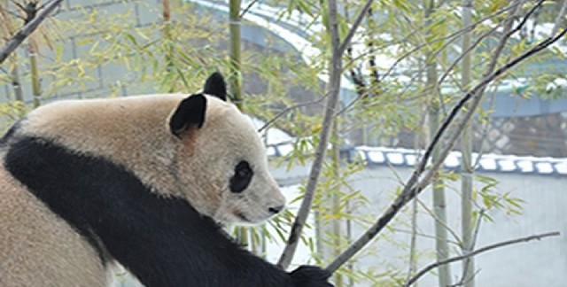 下渚湖熊猫园