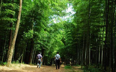 青松林海公园