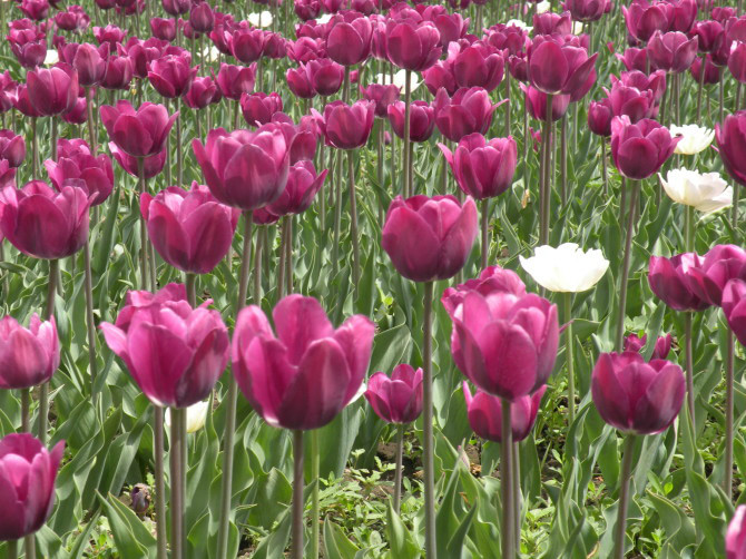 郁金香节