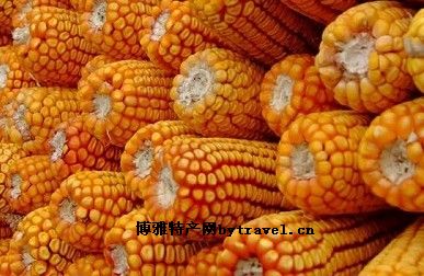 佳县玉米
