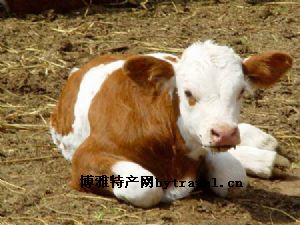 拜泉县黄肉牛