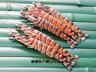 舟山竹节虾