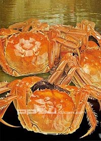 嵊泗梭子蟹
