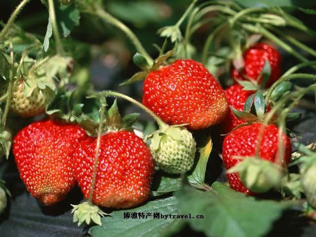 乳山草莓