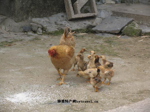 绥阳土鸡