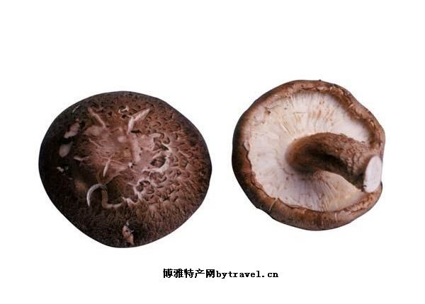 永昌蘑菇