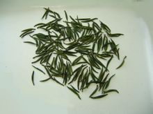 黟山雀舌茶