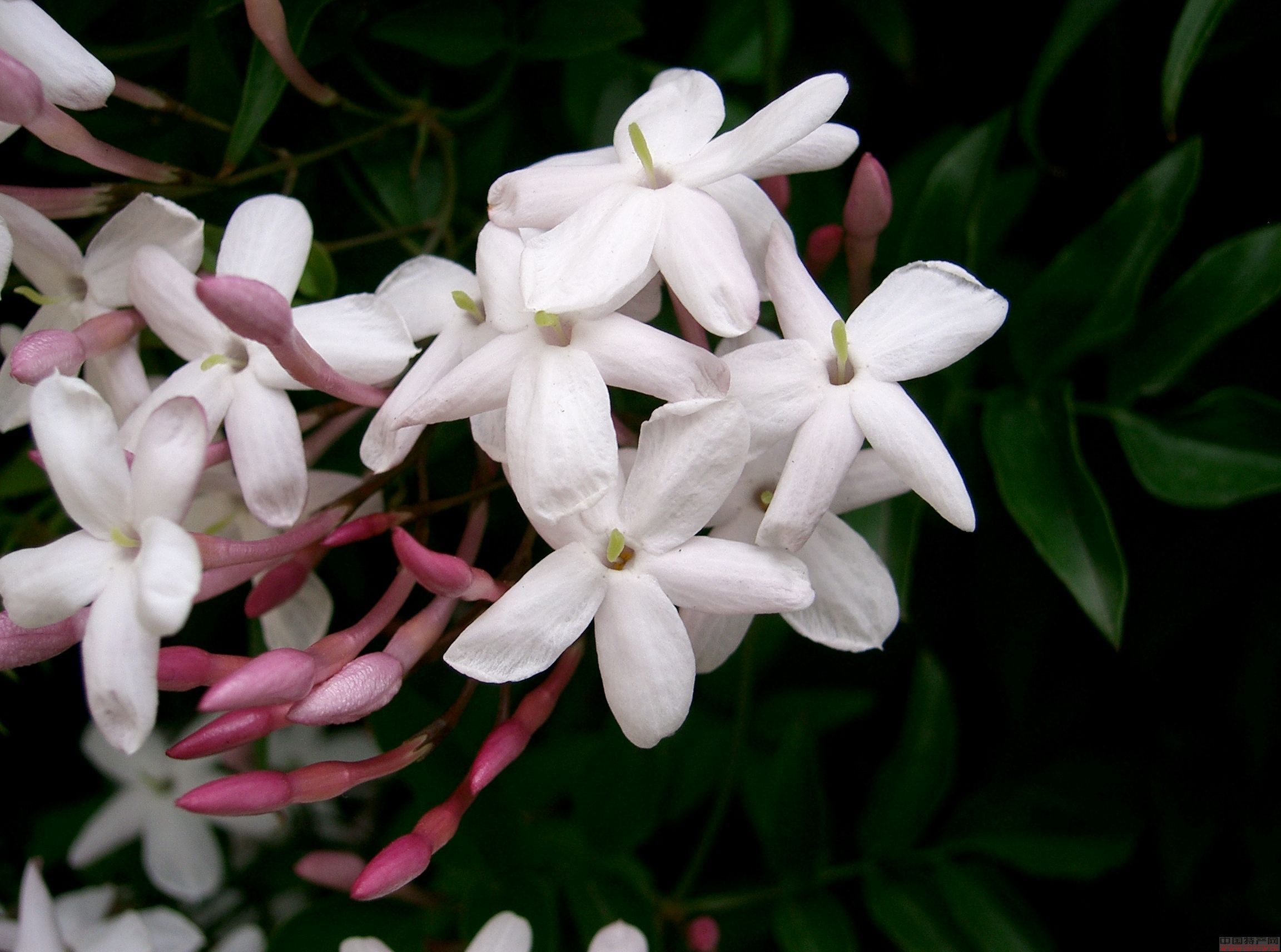 茶山素馨花