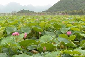 成都怎么去普者黑 普者黑半山温泉三天游