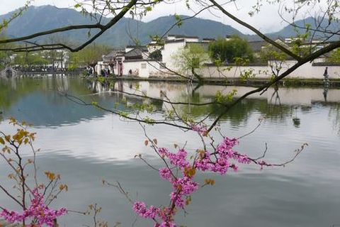 <黄山-西宏古村-塔川卧高5日游>秋游黄山，醉温泉之旅