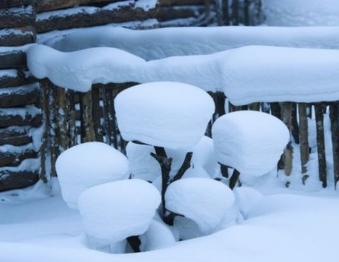 [元旦]<哈尔滨-雪乡双卧5日游>追随爸爸去哪儿穿越雪乡童话