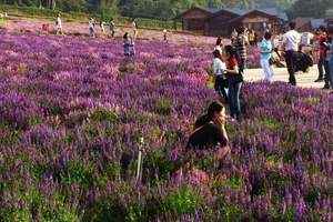 春满黄山、千岛湖、杭州西湖、屯溪老街双飞五天休闲度假游