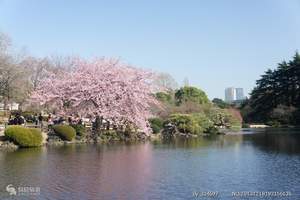 浪漫之樱——日本本州赏樱温泉6日游