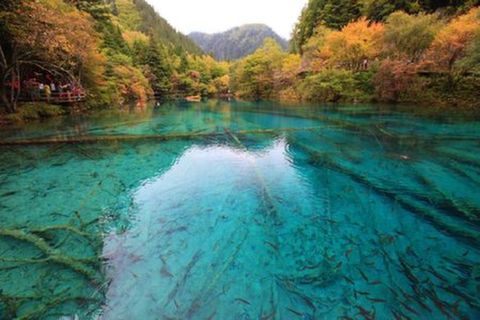 <九寨沟-峨眉山-乐山双飞7日游>跟团，夕阳映巴蜀，快乐爸妈游