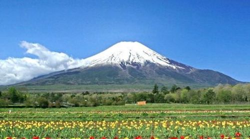 <东京-横滨-京都-富士山6日游>途牛独家包团，EY全网最低价