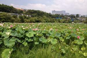 贵阳周边花溪公园、天河潭、青岩古镇一日游|全程无自费【纯玩】