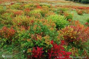 2月香格里拉天气怎么样 大理、丽江、香格里拉火车7天游