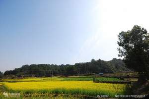 婺源篁岭、黄山、景德镇三日游   九江旅行社婺源旅游价格