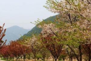 九峰山网岙景区